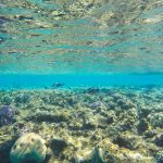 Ostras centinela ahora monitorean ecosistemas acuáticos en España, Noruega, Polinesia